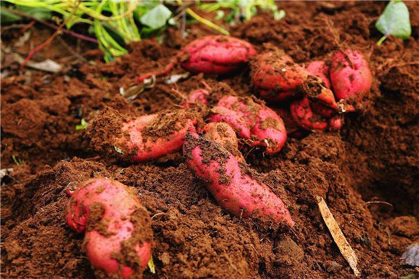 紅薯冷庫建造要點及100噸紅薯冷庫建造報價！(圖1)